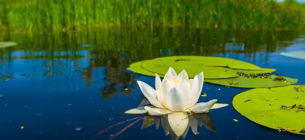 Hermosos Lirios Agua Blanca Flotando Lago Fondo Verano Aire Libre —  Fotos de Stock