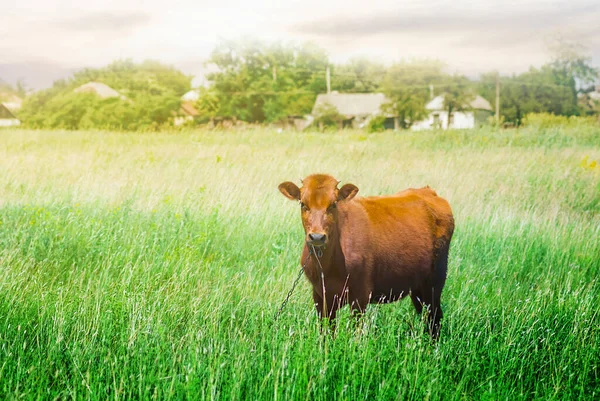 Bruine Koe Grazen Een Weiland Het Platteland — Stockfoto