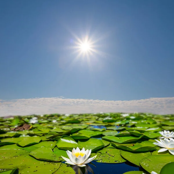 晴れた夏の日に湖の白い睡蓮が — ストック写真