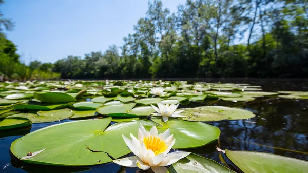 Zbliżenie Piękny Biały Lilia Wodna Pływające Jeziorze Odkryty Lato Tło — Zdjęcie stockowe