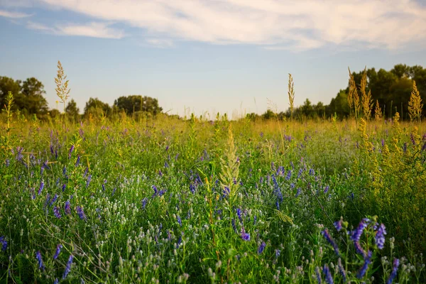Çiçekli güzel yaz çayırları