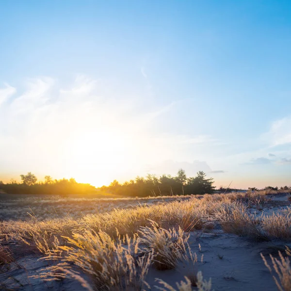 Brede Prairie Scene Bij Zonsondergang Avonds Buiten Zomer Landschap — Stockfoto