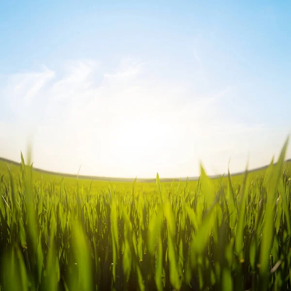 Крупный План Зеленого Поля Закате Сельскохозяйственный Открытый Фон — стоковое фото