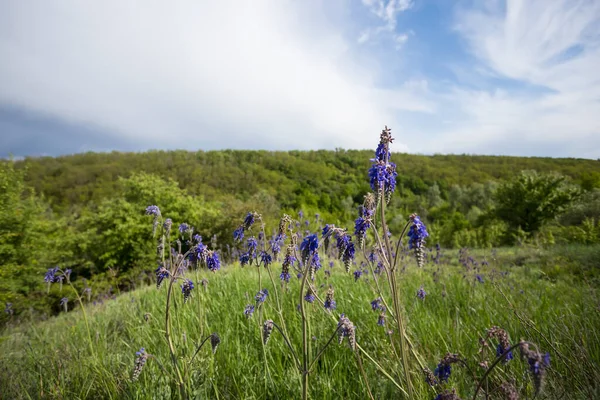 Zielone Wzgórza Pokryte Trawą Kwiatami Letnie Tło Świeżym Powietrzu — Zdjęcie stockowe