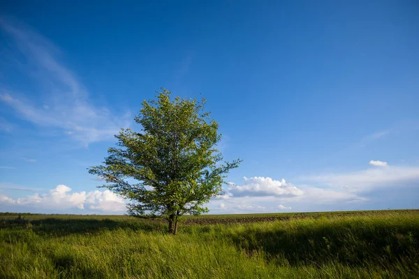 Árbol Solo Entre Los Campos Rurales Verdes Escena Campo Aire —  Fotos de Stock