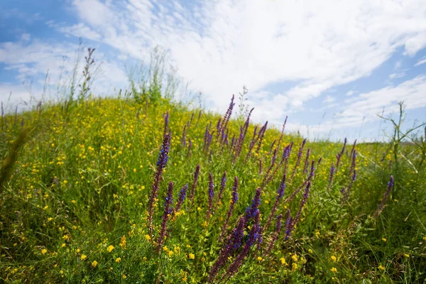 绿草如茵的草原小山 长满了野草和花朵 夏日户外风景 — 图库照片
