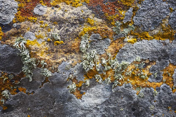 Old Stone Covered Lichen Outdoor Life Background — Stock Photo, Image