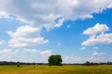 Yeşil kırsal alanların arasında yapayalnız ağaç, kırsal alan manzarası