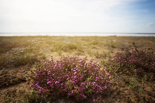 Closeup Bush Dry Wild Flowers Saline Lands — Stock Photo, Image