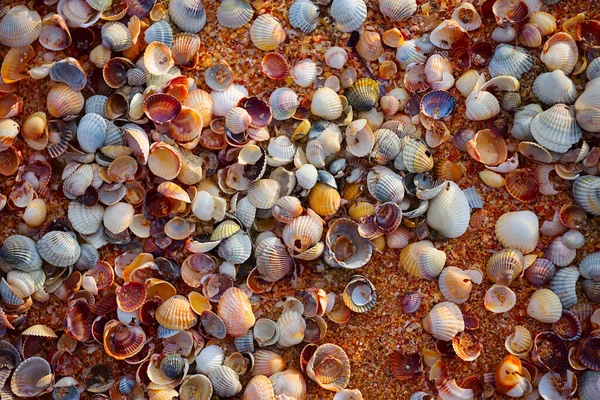 Nahaufnahme Haufen Von Meeresmuscheln Auf Sand Sommer Meer Strand Hintergrund — Stockfoto