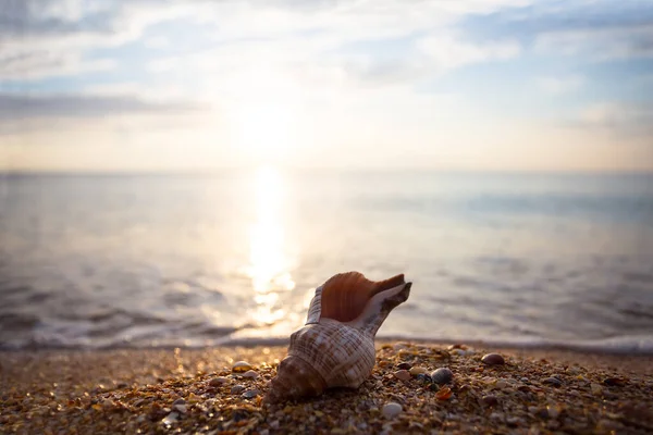 Gros Plan Coquille Marine Tordue Trouvent Sur Une Plage Sable — Photo