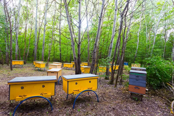 Apiary Beehive Forest Agricultural Countryside Scene — Stock Photo, Image