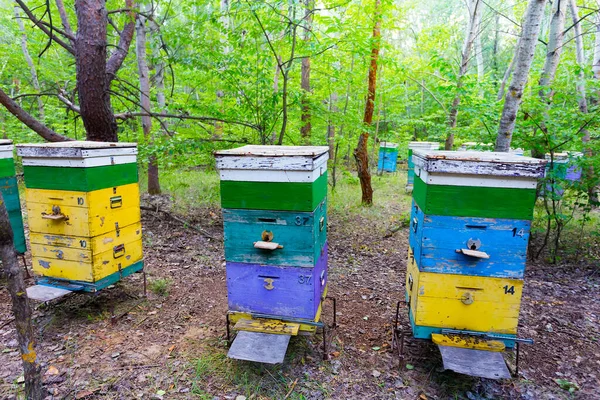 Apiary Beehive Forest Agricultural Countryside Scene — Stock Photo, Image