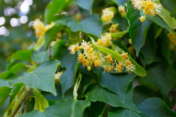 Closeup Linden Tree Branch Blossom — Stock Photo, Image