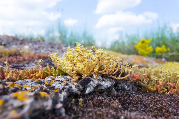 Closeup Lichen Growth Old Huge Stone — Stock Photo, Image