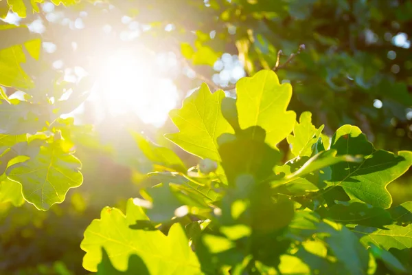 Nahaufnahme Grüne Eiche Zweig Einem Licht Der Glitzernden Sonne Sommer — Stockfoto