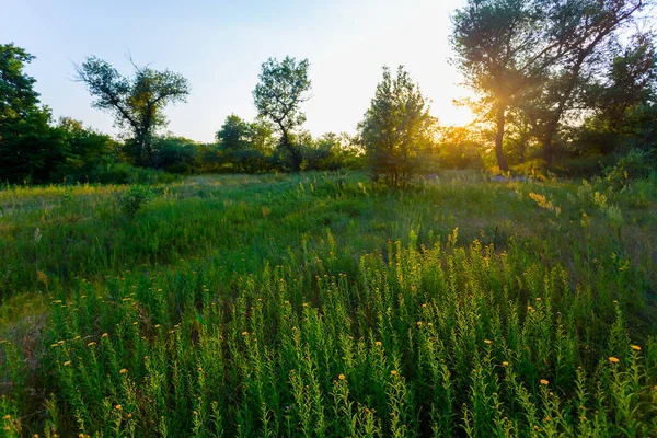 Forêt Verte Été Clairière Avec Des Fleurs Coucher Soleil — Photo