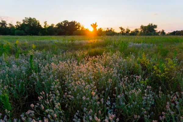 Beautiful Forest Glade Flowers Sunset — Stock Photo, Image