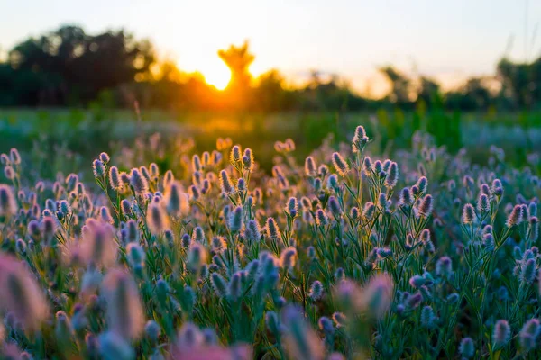 夕日に花が咲き乱れる美しい森 — ストック写真
