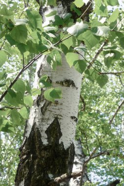 Ormandaki huş ağacına yakın, doğal arka plan.