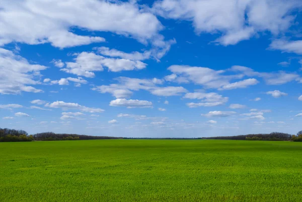 Schöne Grüne Wiese Unter Bewölktem Himmel Ländliche Agrarlandschaft — Stockfoto