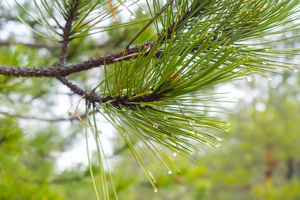 Closeup Pine Tree Branch Forest Outdoor Natural Background — Stock Photo, Image
