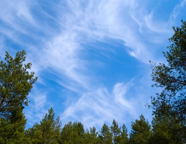 Wiev Blue Cloudy Sky Green Pine Forest Outdoor Countryside Scene — Zdjęcie stockowe