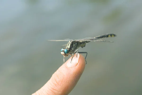 Gros Plan Libellule Assis Sur Doigt Humain Été Fond Naturel — Photo