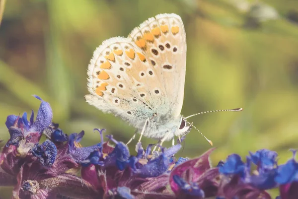 Gros Plan Petit Papillon Assis Sur Une Fleur Fond Naturel — Photo
