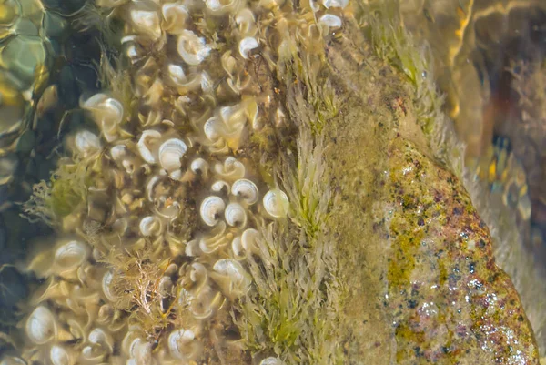 Primo Piano Piante Marine Conchiglie Sott Acqua Fondo Marino Naturale — Foto Stock