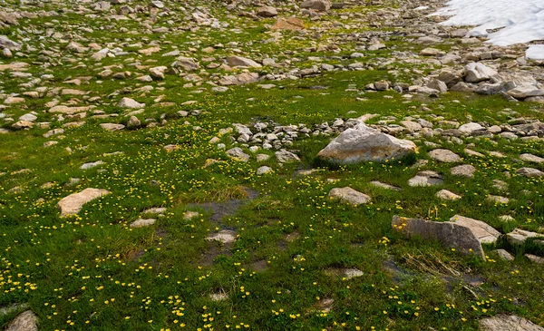 Grüne Steinige Wiese Mit Blumen Schmelzendem Schnee Und Wasser Bergtalszene — Stockfoto