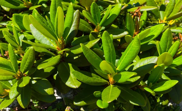 Closeup White Rhododendron Bush Flovers Leaves Background — Stock Photo, Image