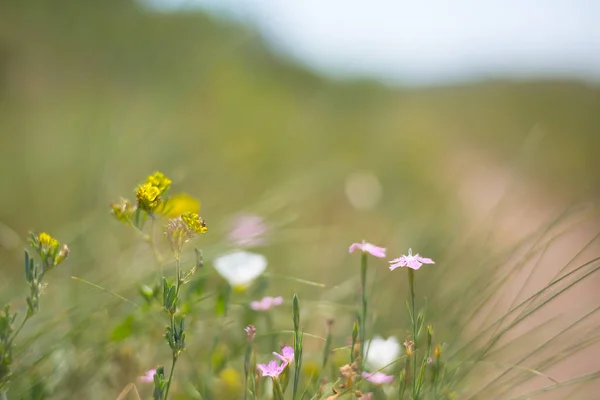 Closeup Wild Prairie Flowers Nice Outdoor Natural Background — Stock Photo, Image