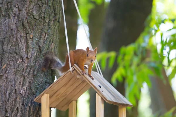 Small Red Squirrel Forest — Stock Photo, Image