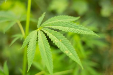 Büyük Indica kanabis yaprakları vahşi doğada büyür.