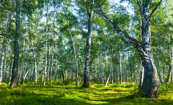 Beautiful Birch Forest Glade Outdoor Natural Scene — Stock Photo, Image