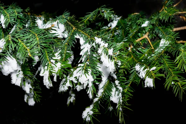 暗い背景の雪の中でモミの木を閉じて — ストック写真