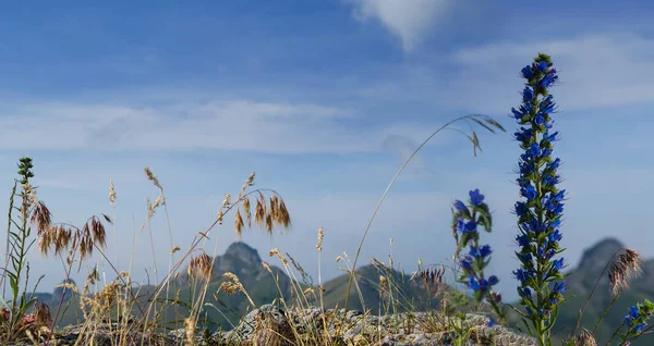 丘の斜面や屋外の背景で野生の花の成長を閉じ — ストック写真