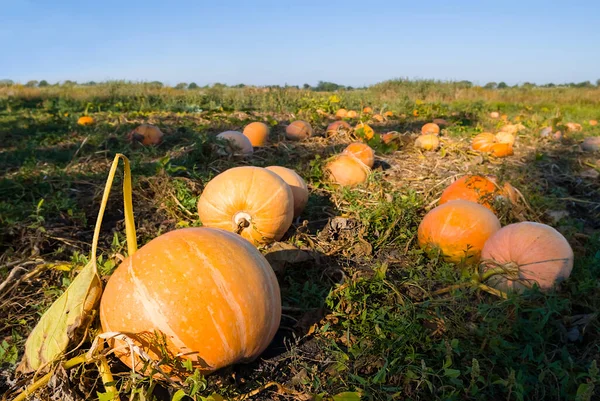 Mucchio Zucca Matura Giardino — Foto Stock