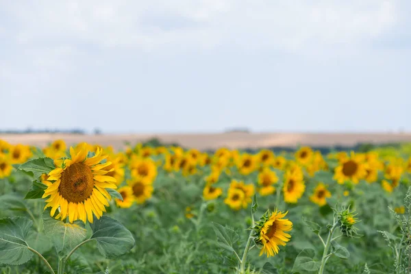 Närbild Sommar Solrosfält Sommar Jordbruk Bakgrund — Stockfoto