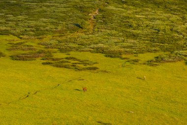 Atlar yeşil bir yamaçta otlar.