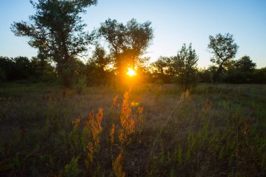 Çayırda dramatik bir gün batımı, yaz günbatımı sahnesi