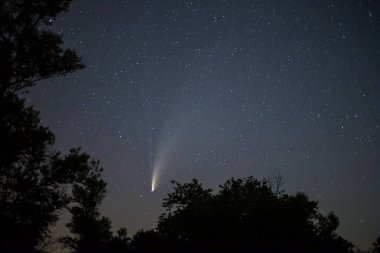 Kuyrukluyıldız NEOWISE Bir orman siluetinin üzerinde bir gece gökyüzü, açık hava sahnesi