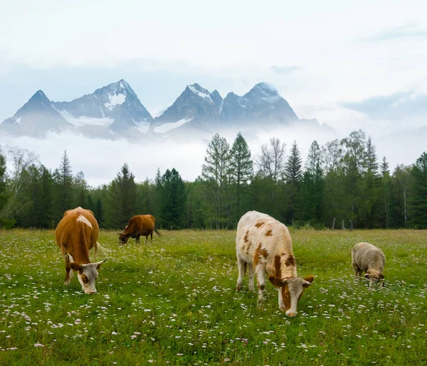 Brown Cow Herd Graze Mountain Meadow — Stock Photo, Image