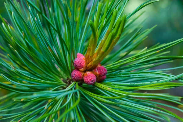 Närbild Liten Kon Tall Gren Utomhus Naturlig Bakgrund — Stockfoto