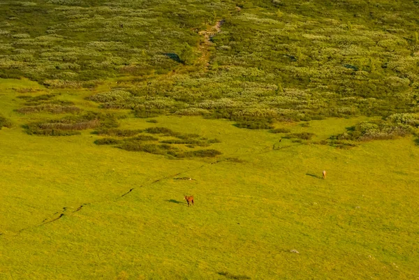 Atlar yeşil bir yamaçta otlar.