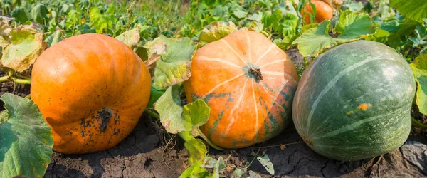 Primo Piano Piccola Zucca Gialla Giardino Scena Campagna Agricola — Foto Stock