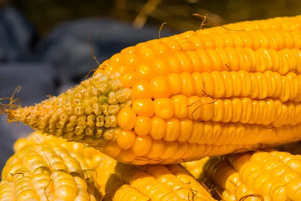 トウモロコシの実や食物の背景を — ストック写真