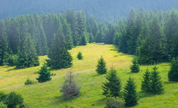 Närbild Till Tallskog Glänta — Stockfoto