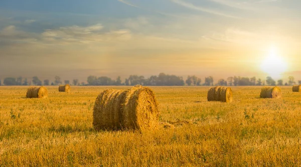 Sommerweizenfeld Nach Der Ernte Bei Sonnenuntergang Industrielle Landwirtschaft — Stockfoto